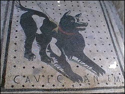 are dogs allowed in pompeii