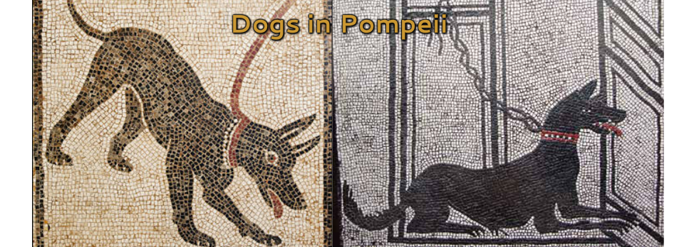 pompeii volcano dog